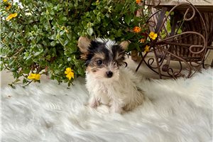 Tuxx - Yorkshire Terrier - Yorkie for sale
