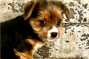 Whitney - Yorkshire Terrier - Yorkie for sale