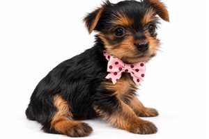 Sassy Rose - puppy for sale