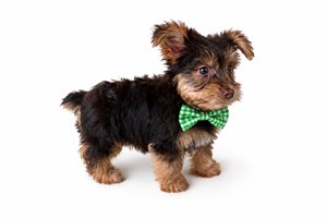 Willow Rose - puppy for sale