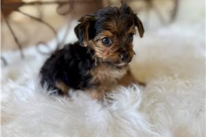 Beou - Yorkshire Terrier - Yorkie for sale