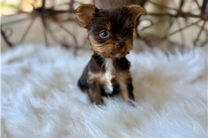 Charlie - puppy for sale