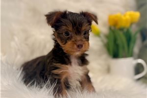 Ledger - puppy for sale