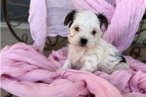 Marshal - puppy for sale