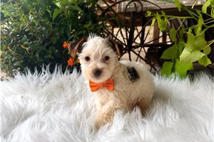 Winston James - puppy for sale