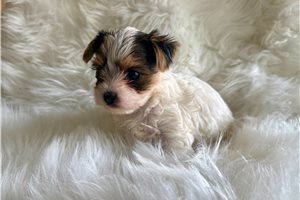 Texie - Yorkshire Terrier - Yorkie for sale