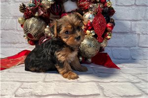 Jean Claude - Yorkshire Terrier - Yorkie for sale