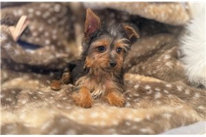 Tank - Yorkshire Terrier - Yorkie for sale