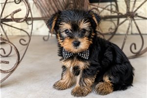 Bodie Knox - Yorkshire Terrier - Yorkie for sale
