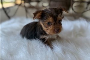 Coopi - Yorkshire Terrier - Yorkie for sale