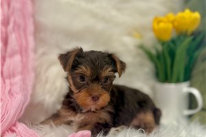 Cocoa Belle - puppy for sale