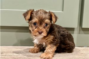 Hydie - puppy for sale