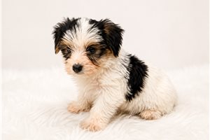 Murphy Reid - Yorkshire Terrier - Yorkie for sale