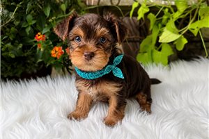 Scout Bleu - Yorkshire Terrier - Yorkie for sale