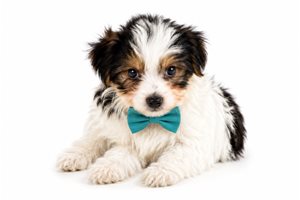 Ryder Brooks - Yorkshire Terrier - Yorkie for sale