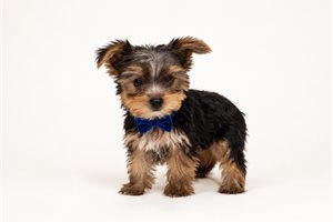 Baxter Bleu, a Yorkie puppy