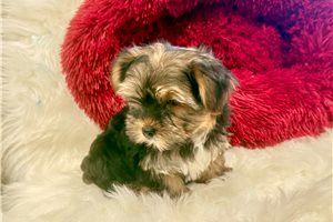 Rigg - Yorkshire Terrier - Yorkie for sale