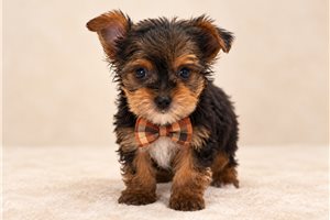 Louie James - Yorkie for sale
