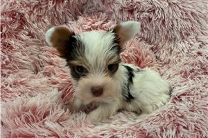 Oakley - Yorkshire Terrier - Yorkie for sale