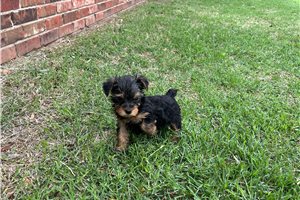 Abby - Yorkshire Terrier - Yorkie for sale
