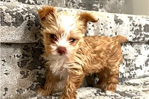 Lulu - puppy for sale
