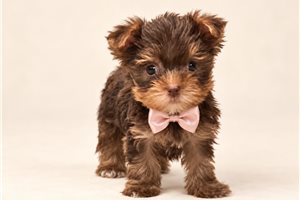 Mocha Rose - puppy for sale
