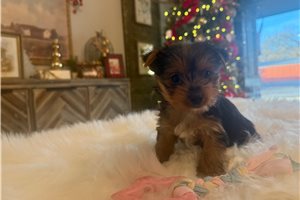 Daisey - Yorkshire Terrier - Yorkie for sale
