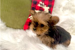 Indie - Yorkshire Terrier - Yorkie for sale
