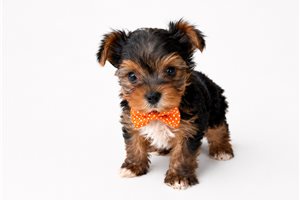 Oliver Knox - Yorkshire Terrier - Yorkie for sale