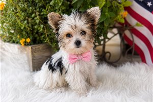 Pixie Pearl - Yorkshire Terrier - Yorkie for sale