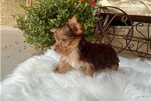 Coopi - Yorkshire Terrier - Yorkie for sale