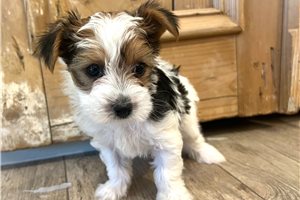 Rocky - Yorkshire Terrier - Yorkie for sale