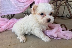 Indie - puppy for sale