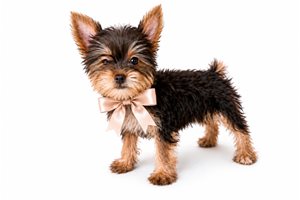 Posie Kate - Yorkshire Terrier - Yorkie for sale