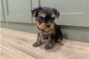 Jett - Yorkshire Terrier - Yorkie for sale
