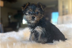 Bentley - Yorkshire Terrier - Yorkie for sale
