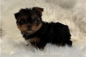 Wilson - Yorkshire Terrier - Yorkie for sale