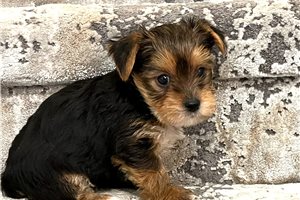 Sally - Yorkshire Terrier - Yorkie for sale