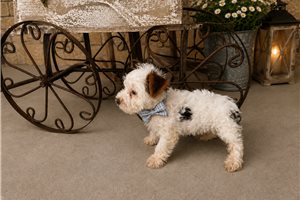 Winston James - Yorkshire Terrier - Yorkie for sale