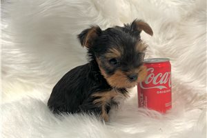 Denver - Yorkshire Terrier - Yorkie for sale