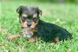Mookie - Yorkshire Terrier - Yorkie for sale