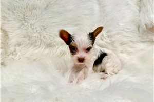 Milo - Yorkshire Terrier - Yorkie for sale