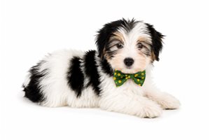Murphy Reid - Yorkshire Terrier - Yorkie for sale