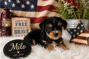 Milo - puppy for sale