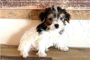 Hondo - Yorkshire Terrier - Yorkie for sale