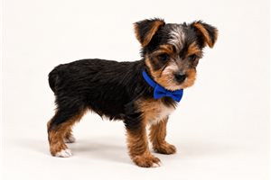Rocco Bleu - puppy for sale