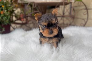Poppy Jean - puppy for sale
