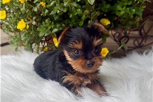 Pixie Blue - Yorkshire Terrier - Yorkie for sale