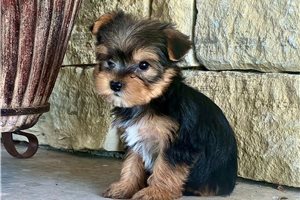 Drew - puppy for sale