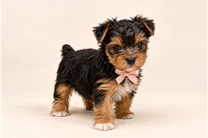 Piper Kate - puppy for sale